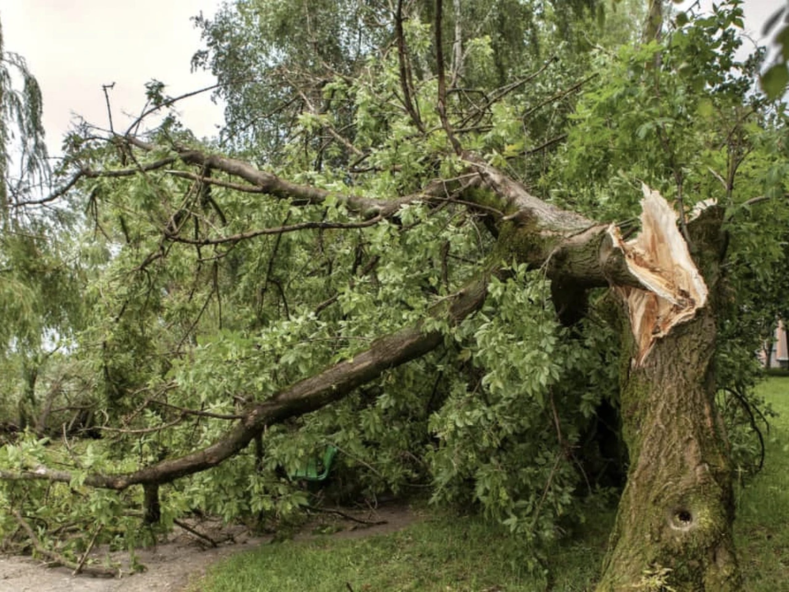 Broken tree after storm damage requiring professional tree removal and cleanup – Hood Lawn Care and Services
